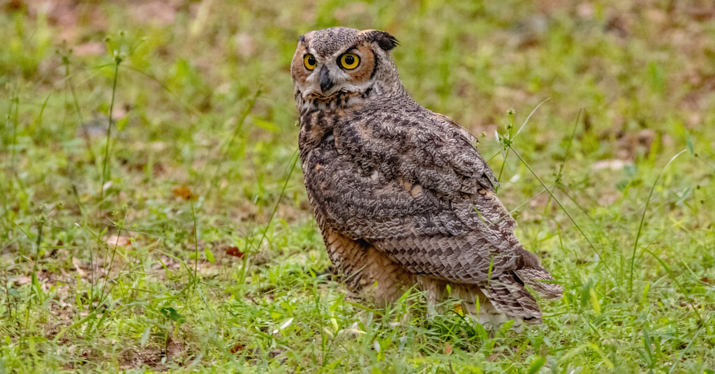 Great Horned Owl Juvenile, on the Ground! by rickster549