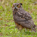 Great Horned Owl Juvenile, on the Ground!