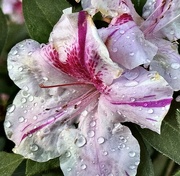 22nd Sep 2024 - After rain azalea