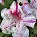 After rain azalea