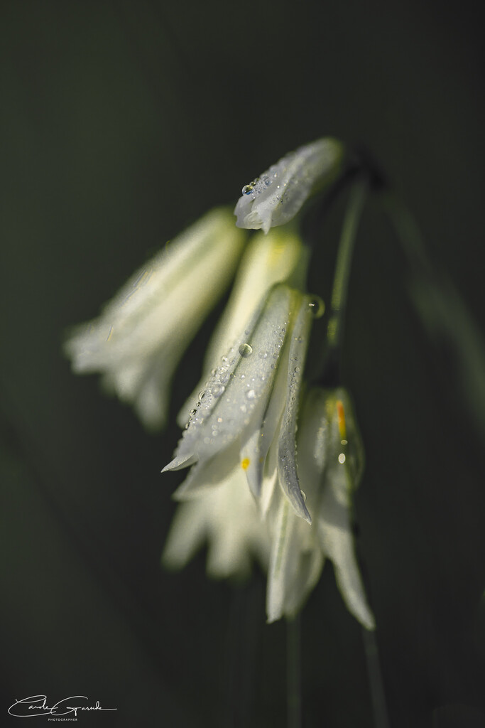 Dew Covered Weeds by yorkshirekiwi