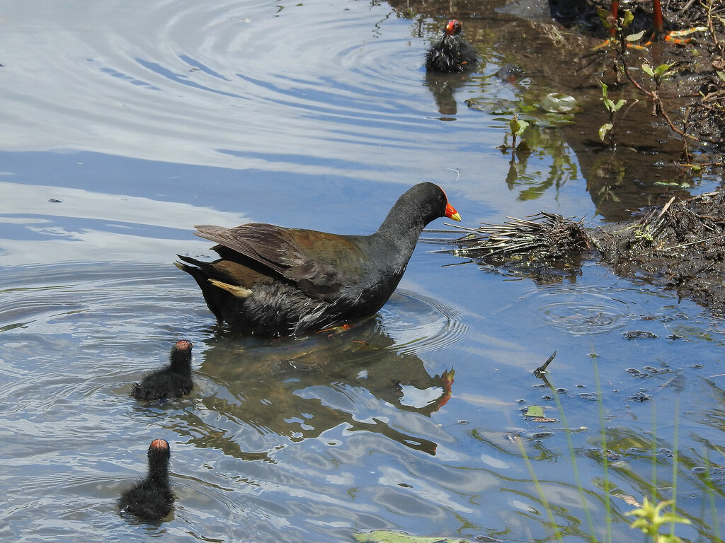 The Coot family by jeneurell