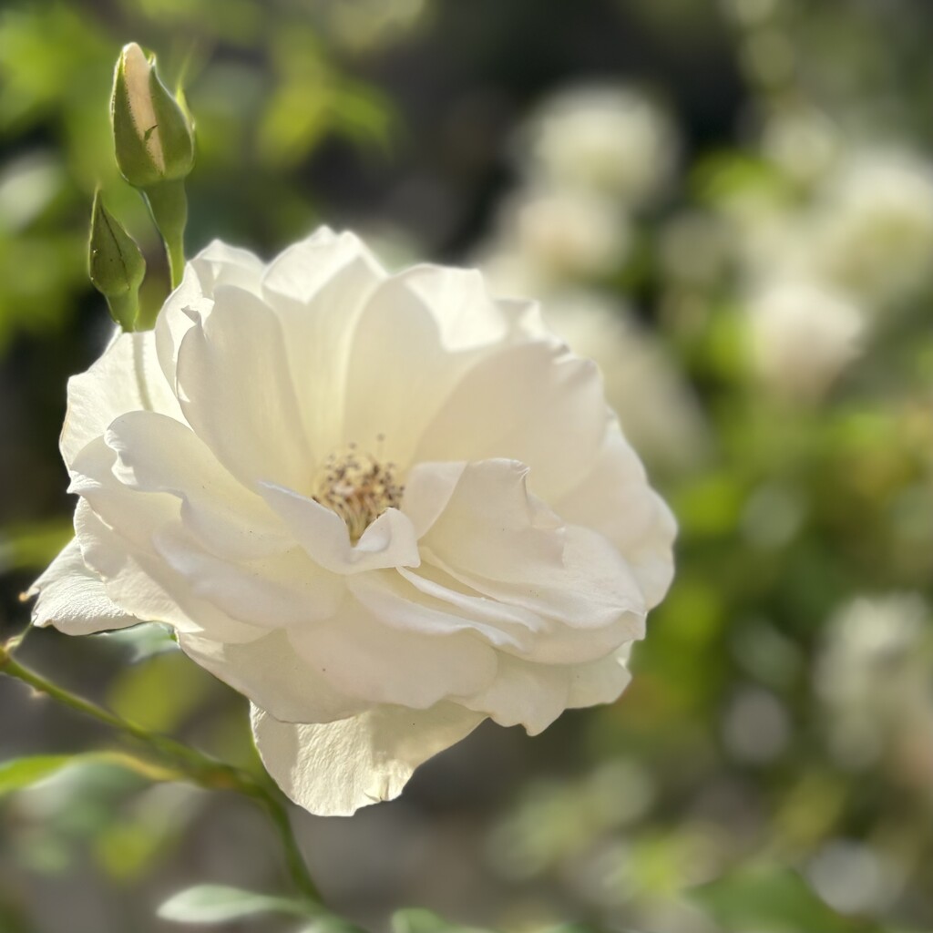 An abundance of beautiful Roses, you can smell the fragrance in the air… by beverley365