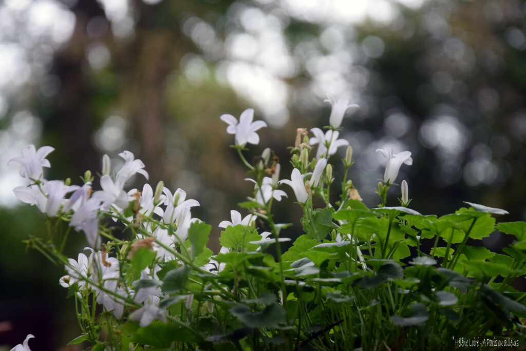 Campanula by parisouailleurs