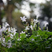 Campanula