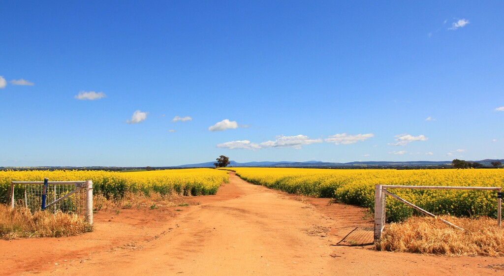 Canola access track by leggzy