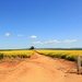 Canola access track