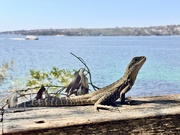 23rd Sep 2024 - Sunbaking