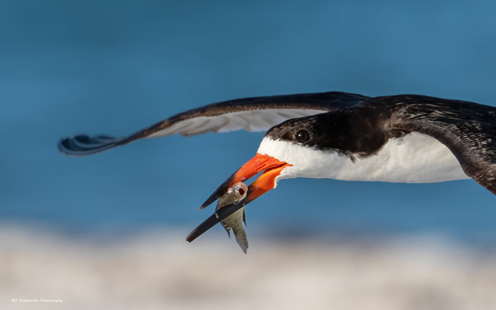 Flying in with breakfast by photographycrazy