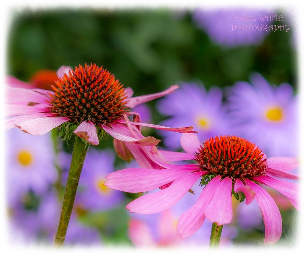 Echinacea by carolmw