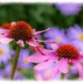 Echinacea