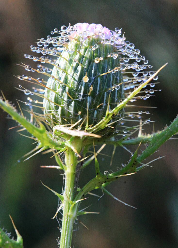 Thistledew by juliedduncan