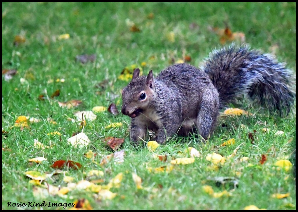 Burying his nuts by rosiekind