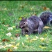 Burying his nuts