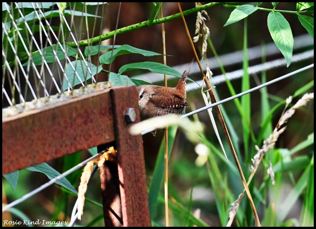 Peeping by rosiekind