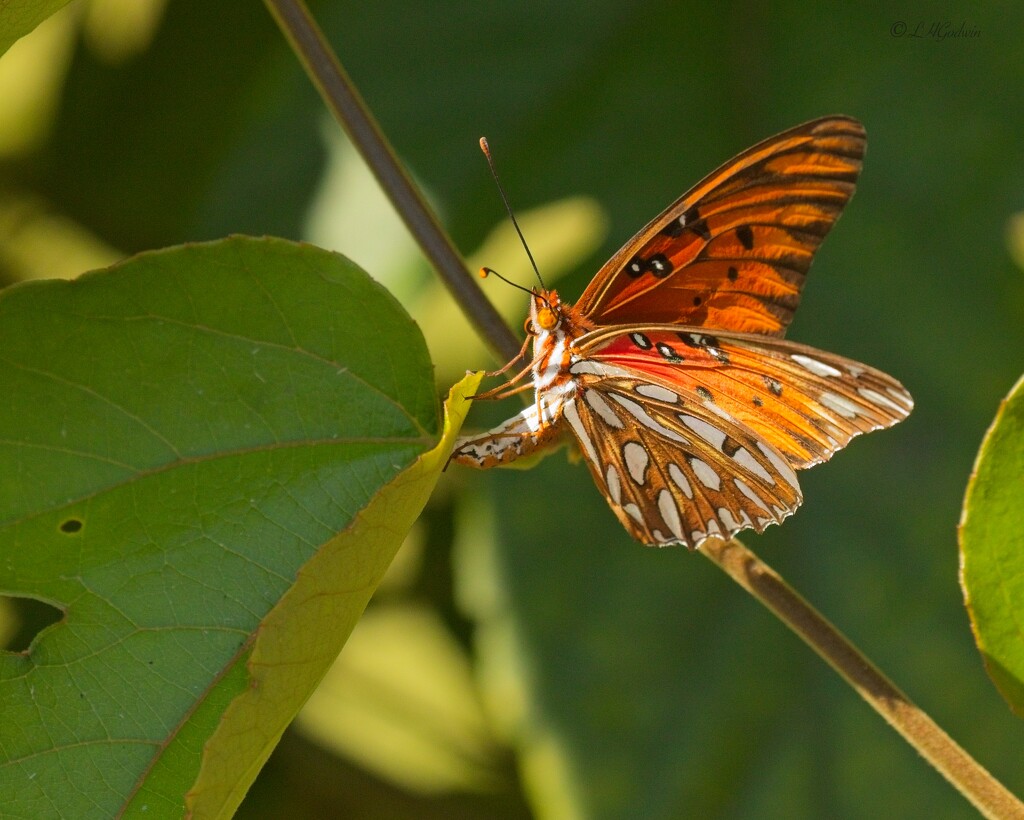 LHG_3754Gulf fritillary depositing  by rontu