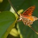 LHG_3754Gulf fritillary depositing 