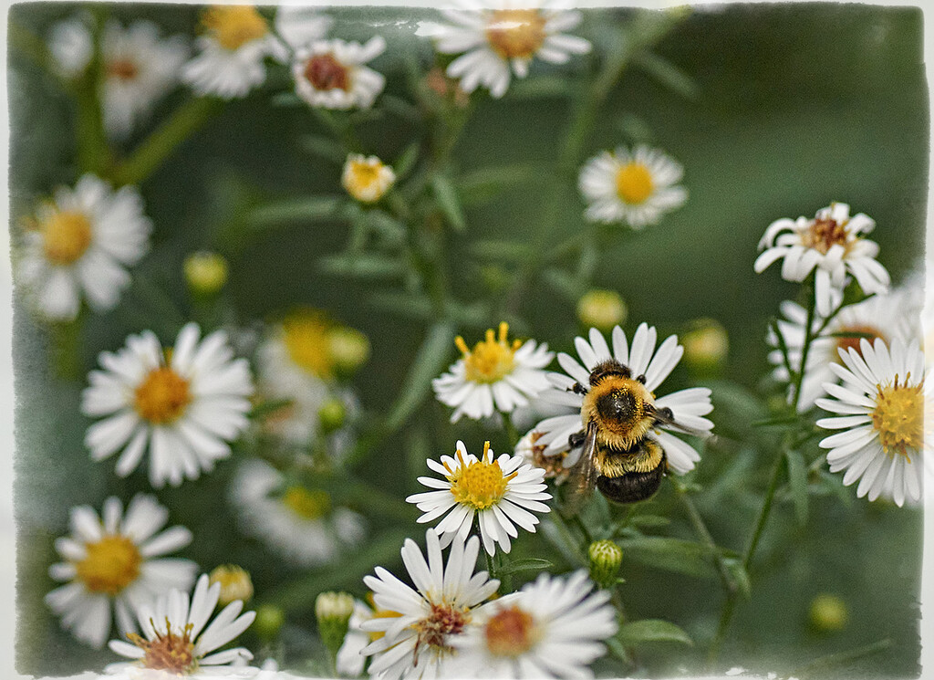 Daisies and a Bee by gardencat