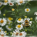 Daisies and a Bee