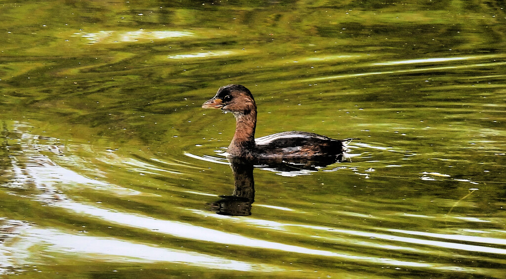 Pied-billed Grebe  by seattlite