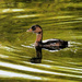 Pied-billed Grebe 