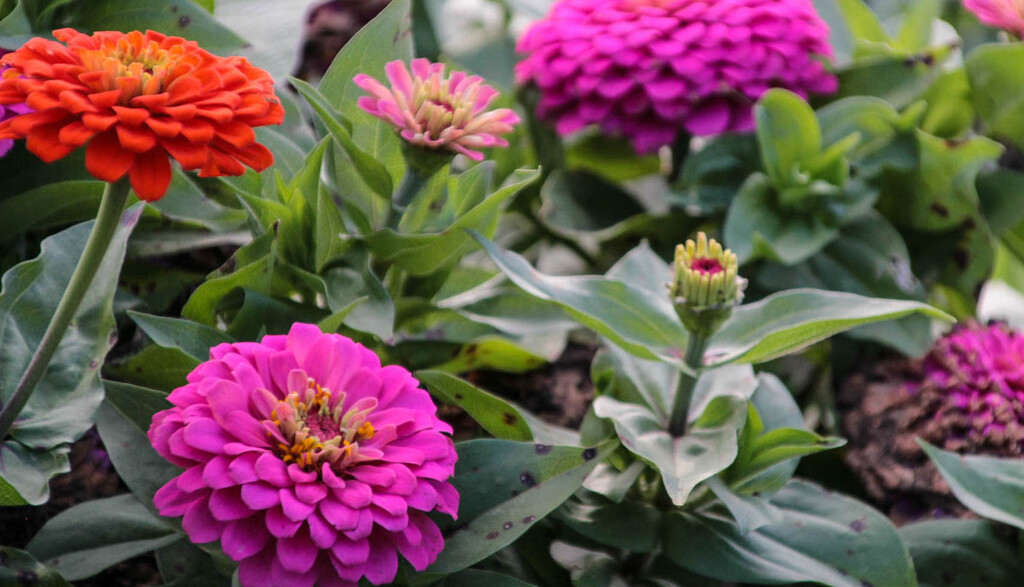 Pretty Zinnias by mittens