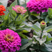 Pretty Zinnias