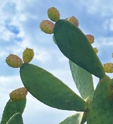 21st Sep 2024 - Prickly Pear