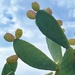 Prickly Pear