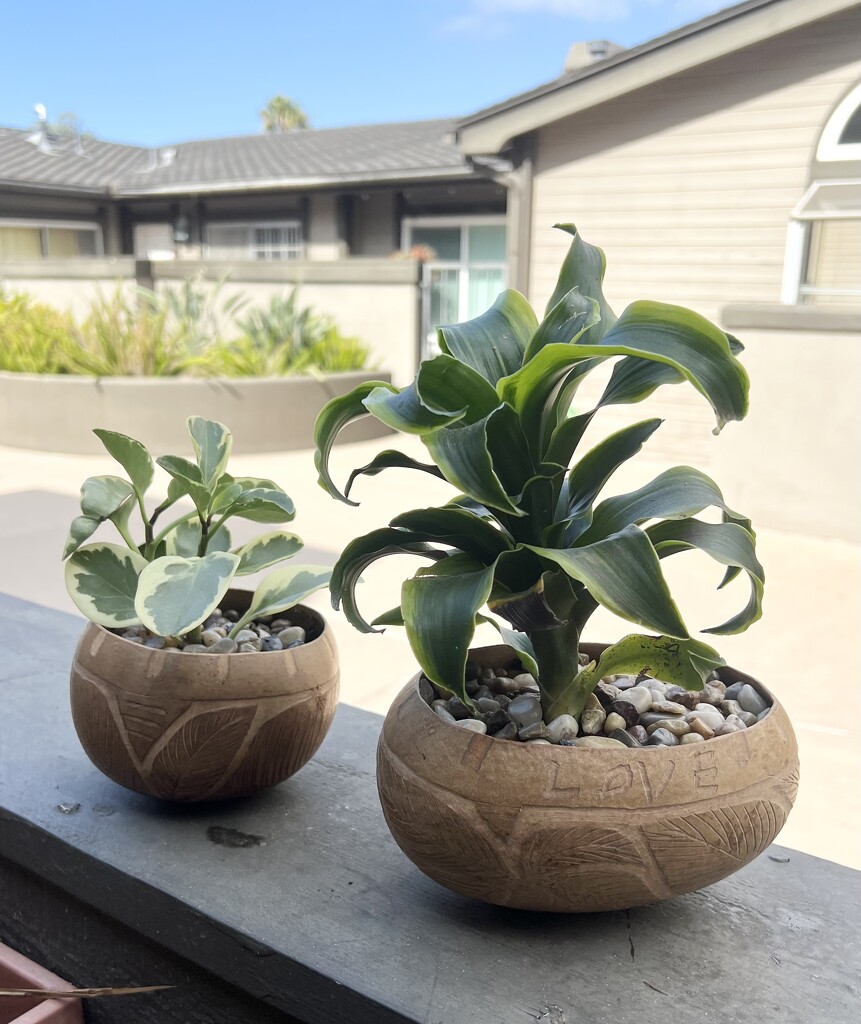 Coconut Planters by peekysweets