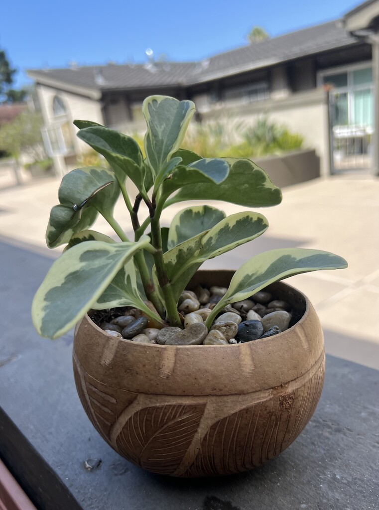 Plant in a Coconut by peekysweets