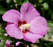 23rd Sep 2024 - Pink Hibiscus 