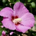 Pink Hibiscus 