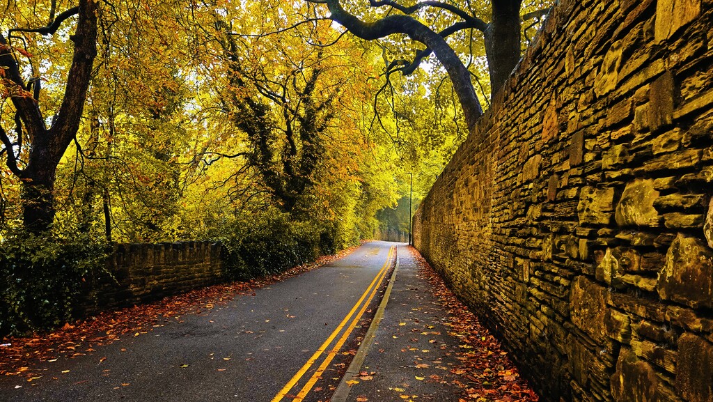 267/366 - Mushroom Lane by isaacsnek