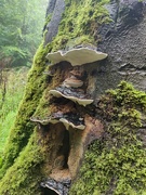 22nd Sep 2024 - Artist's Bracket (fungus)