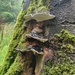 Artist's Bracket (fungus)