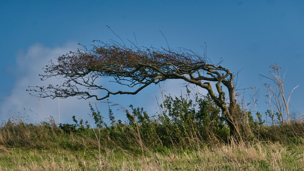 Windswept by gaf005