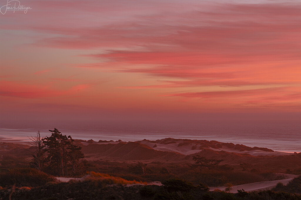 Trees at Sunset  by jgpittenger