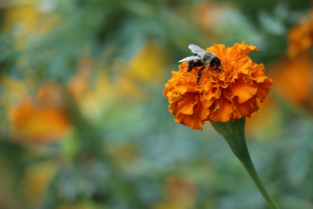 Marigold Cheer by 365projectorgheatherb