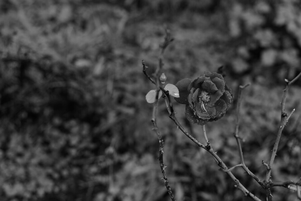 Last bloom of summer sooc by darchibald