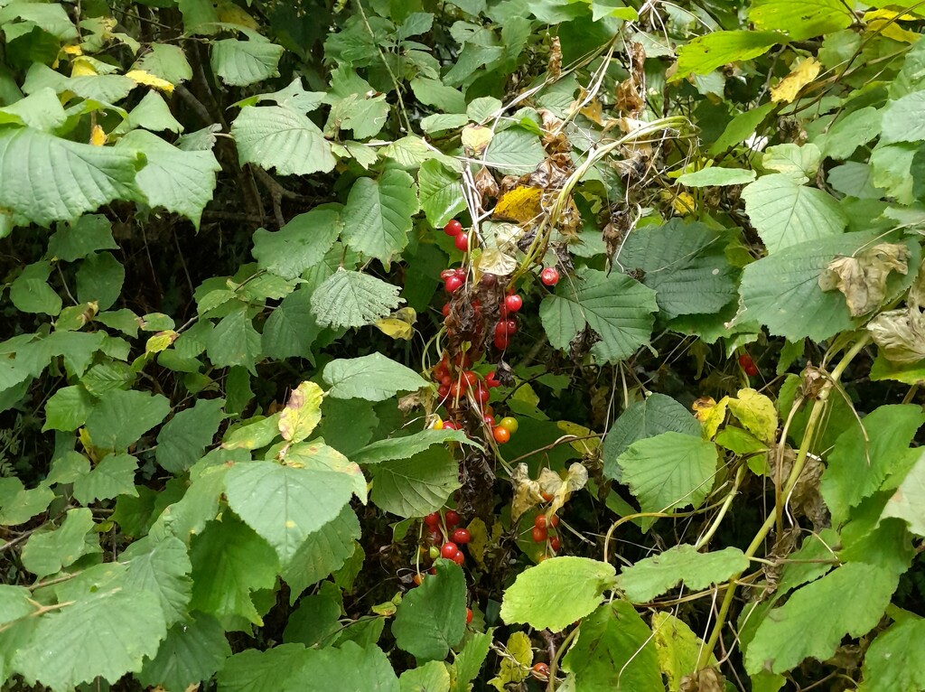 Black Bryony by anniesue