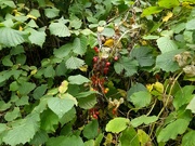 23rd Sep 2024 - Black Bryony