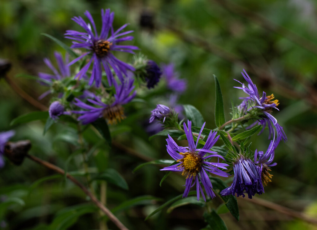 New England Aster by darchibald