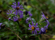 23rd Sep 2024 - New England Aster