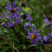 New England Aster