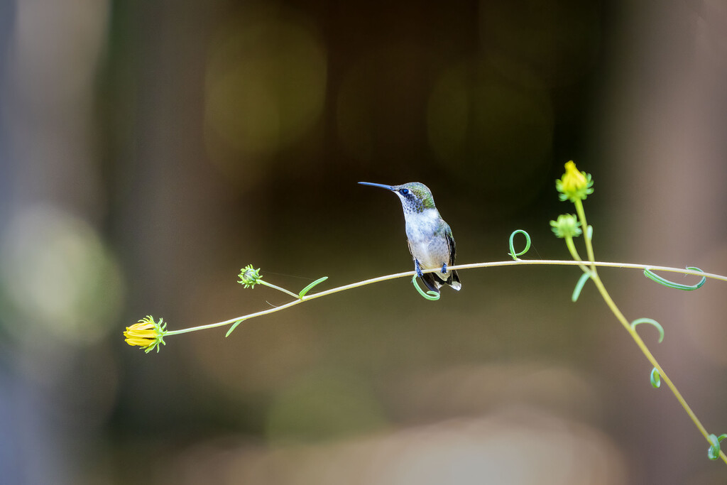 Sunflower Perch by kvphoto