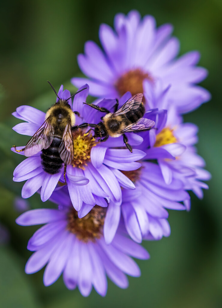 Bees on Asters by kvphoto