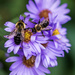 Bees on Asters