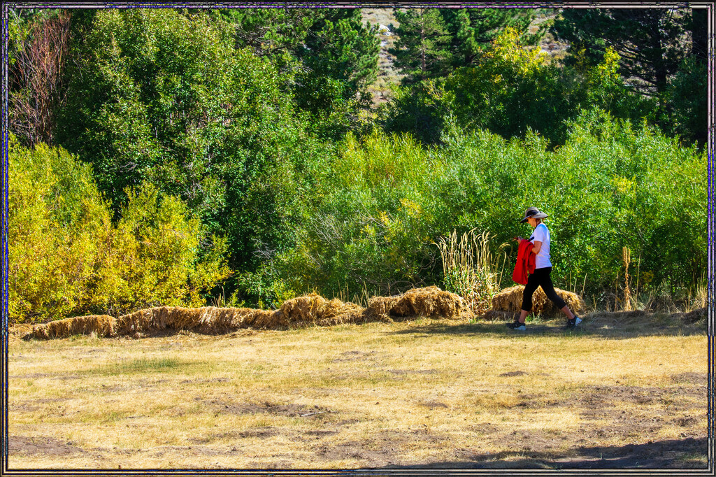 On a walk in Mammoth Lakes Ca.- Week 39   by 365projectorgchristine