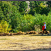 On a walk in Mammoth Lakes Ca.- Week 39  